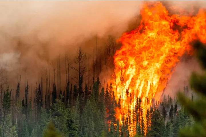 در آتش‌سوزی‌های امسال کانادا ۱۰ میلیون هکتار جنگل‌ نابود شد